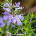 Westringia fruticosa - Romarin d'Australie : plantation, culture et entretien