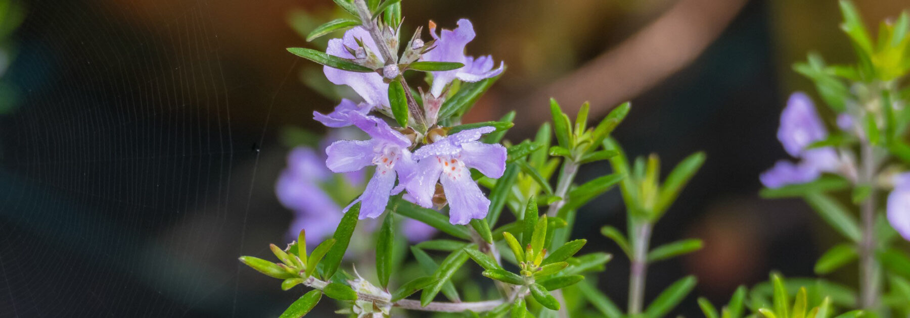 Westringia fruticosa - Romarin d'Australie : plantation, culture et entretien