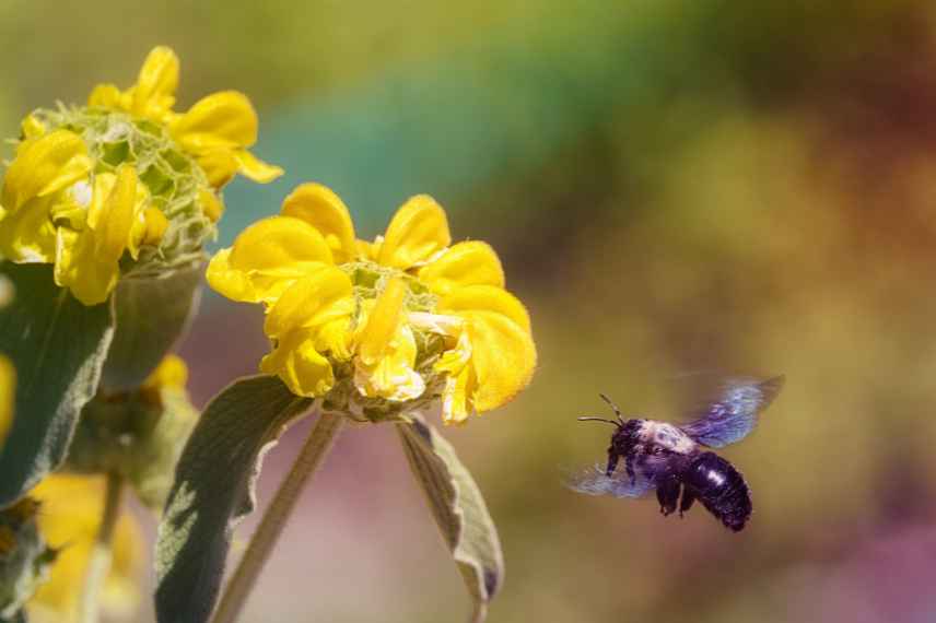 role xylocope jardin biodiversite ecosysteme