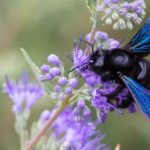 Xylocope violet ou abeille charpentière : une alliée précieuse pour le jardinier