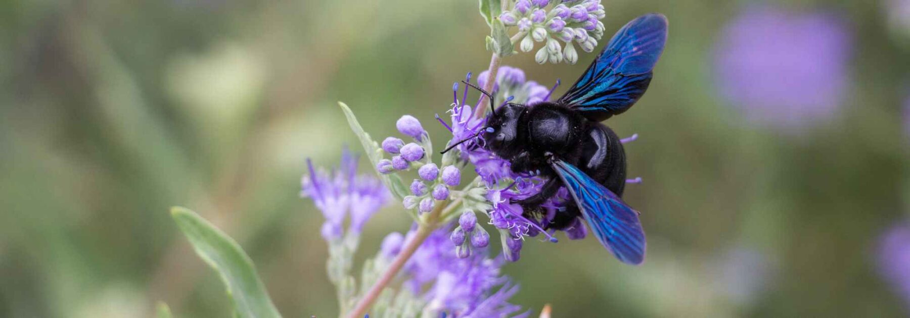 Xylocope violet ou abeille charpentière : une alliée précieuse pour le jardinier