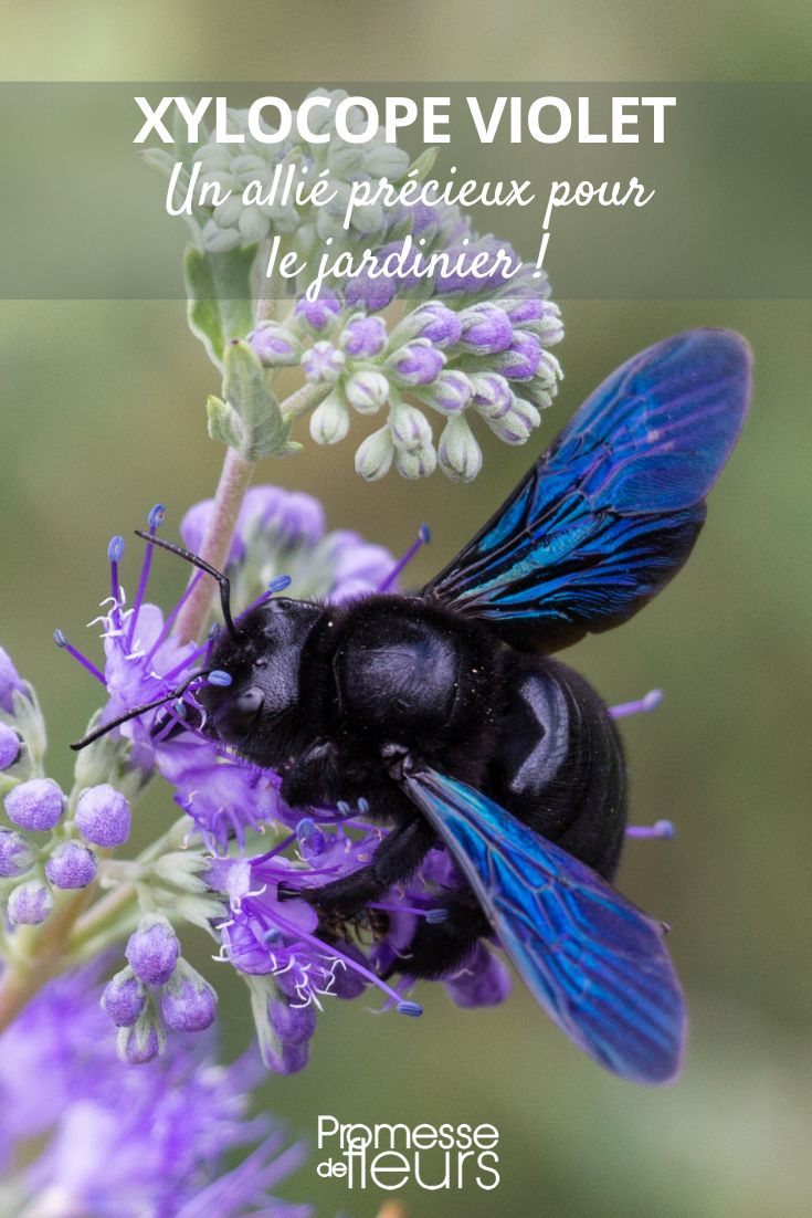 ou abeille charpentière une alliée précieuse pour le jardinier