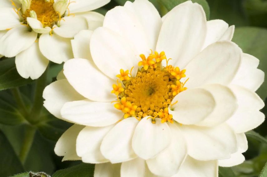 annuelle à fleurs blanches doubles
