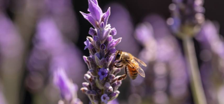 pollinisateurs