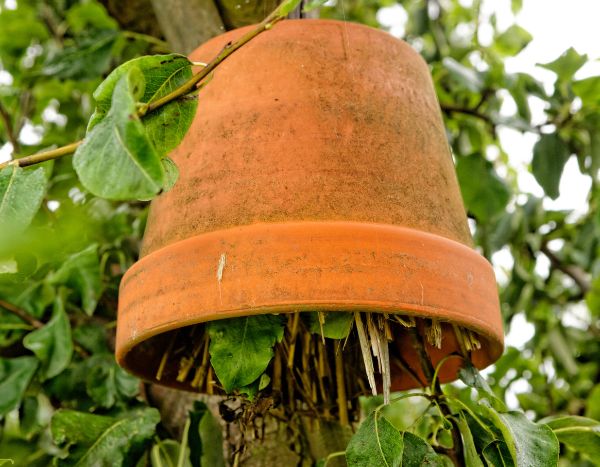 Comment fabriquer un abri à perce-oreilles pour protéger vos fruits ?