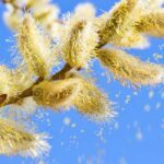 Allergie au pollen : que planter dans son jardin ?