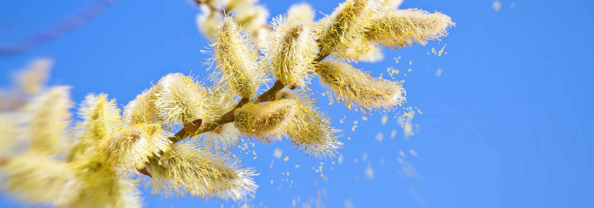 Allergie au pollen : que planter dans son jardin ?