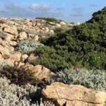 Comment aménager un jardin en zone de garrigue ?