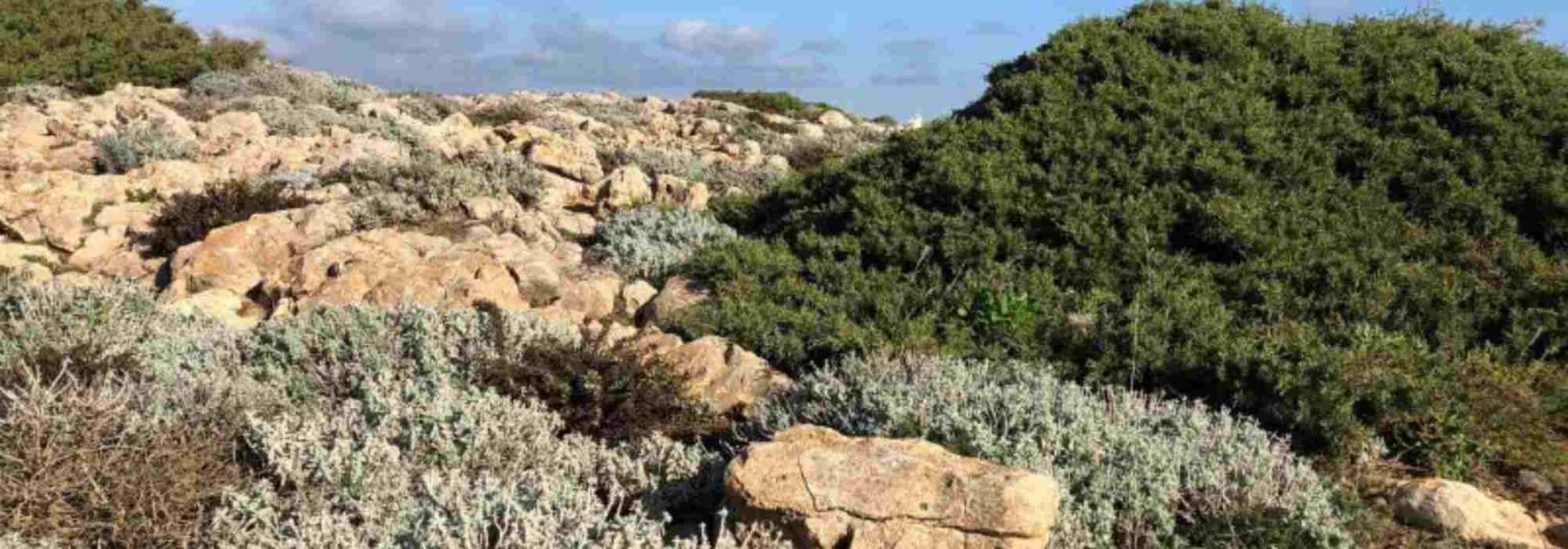 Comment aménager un jardin en zone de garrigue ?