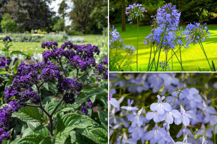 annuelles par couleur theme monochrome jardin