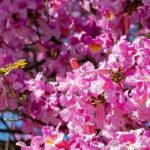 5 arbres à fleurs roses pour un jardin radieux !