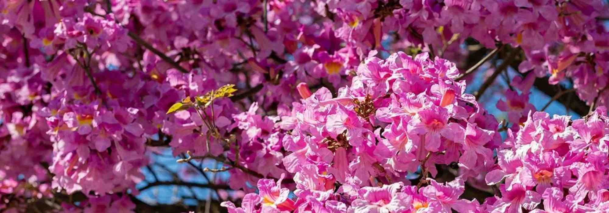 5 arbres à fleurs roses pour un jardin radieux !