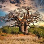 Les géants du temps : voyage à la rencontre des arbres les plus anciens du monde