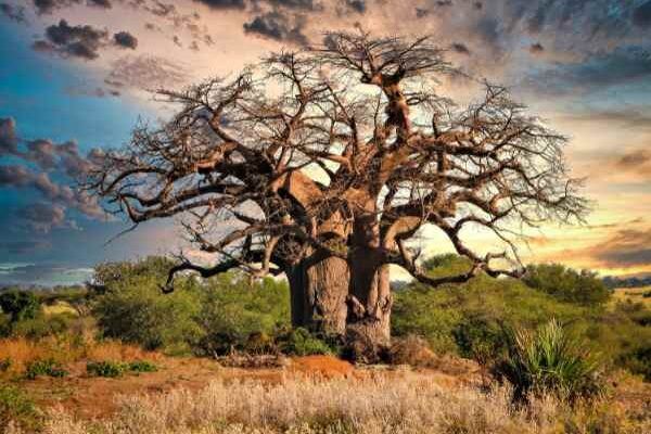 Les géants du temps : voyage à la rencontre des arbres les plus anciens du monde