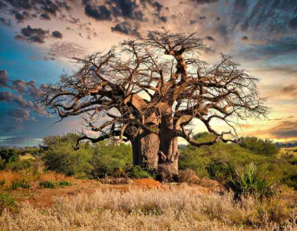 Les géants du temps : voyage à la rencontre des arbres les plus anciens du monde