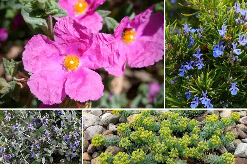 arbustes pour jardin de garrigue