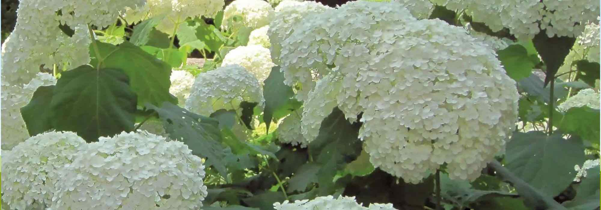 Découvrez 7 arbustes de haie à floraison estivale colorée