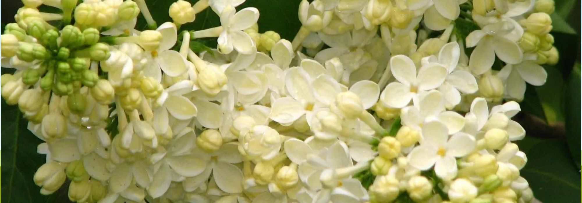 Découvrez 7 arbustes de haie à la floraison printanière éclatante