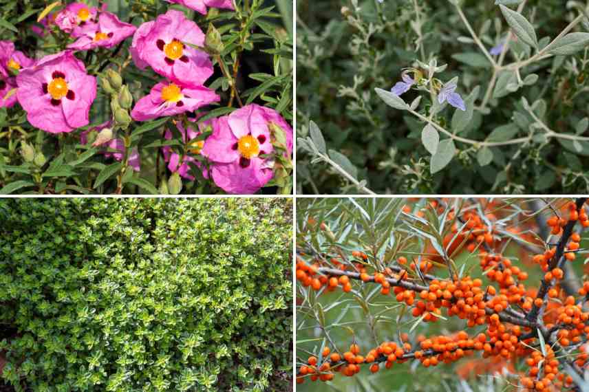 quelles plantes vivaces garrigue