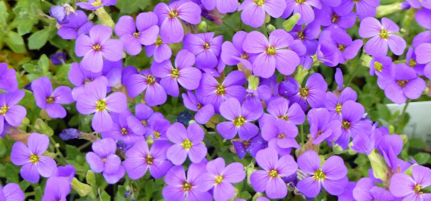 aubrietes