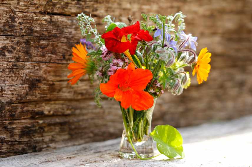 plantes annuelles pour compositions florales bouquets