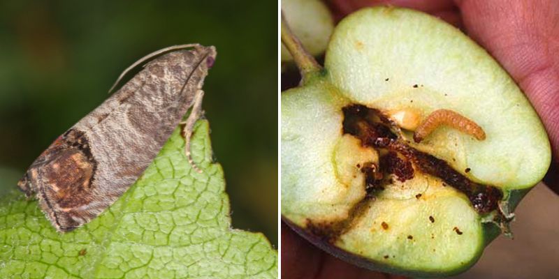 Le carpocapse, insecte parasite des fruits