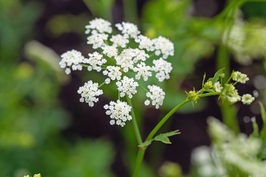 Chervis Sium sisarum fleurs