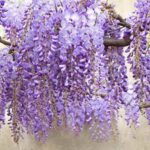 Comment marcotter la glycine ?