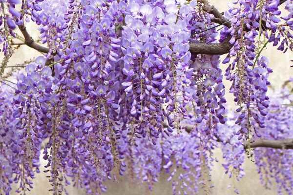 Comment marcotter la glycine ?