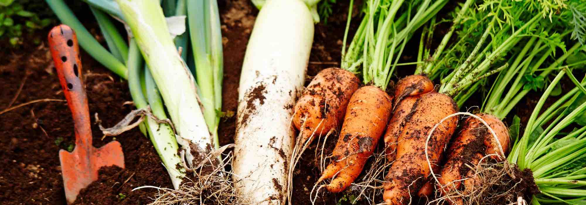 Quelles sont les meilleures plantes compagnes des carottes ?