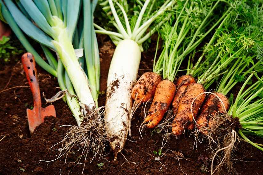 récolte de poireaux, radis et carottes