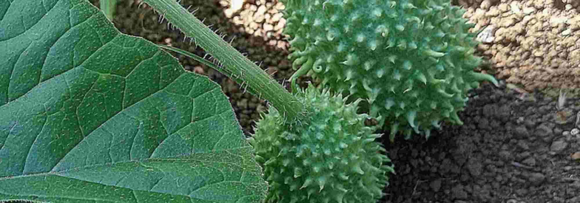 Le concombre des Antilles : comment cultiver ce légume fruit original ?
