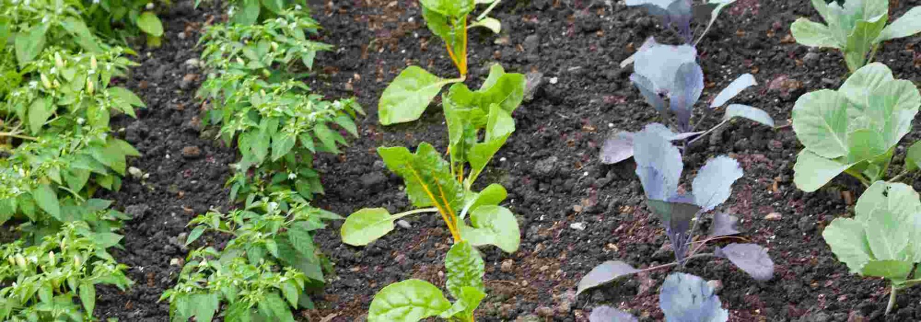 Création d'un potager : quel budget prévoir pour un projet réussi ?