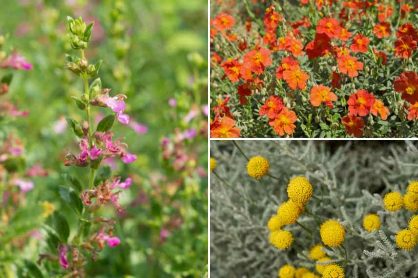 couvre sol garrigue