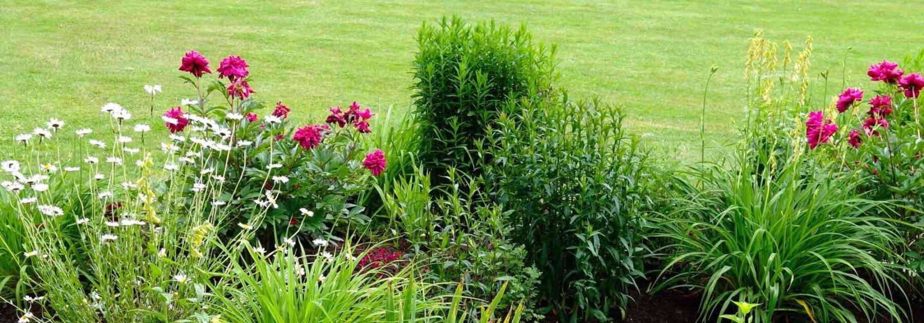 Un beau massif fleuri dès la première année, c’est possible ! 