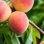 Quels arbres fruitiers donnent le plus rapidement des fruits ?