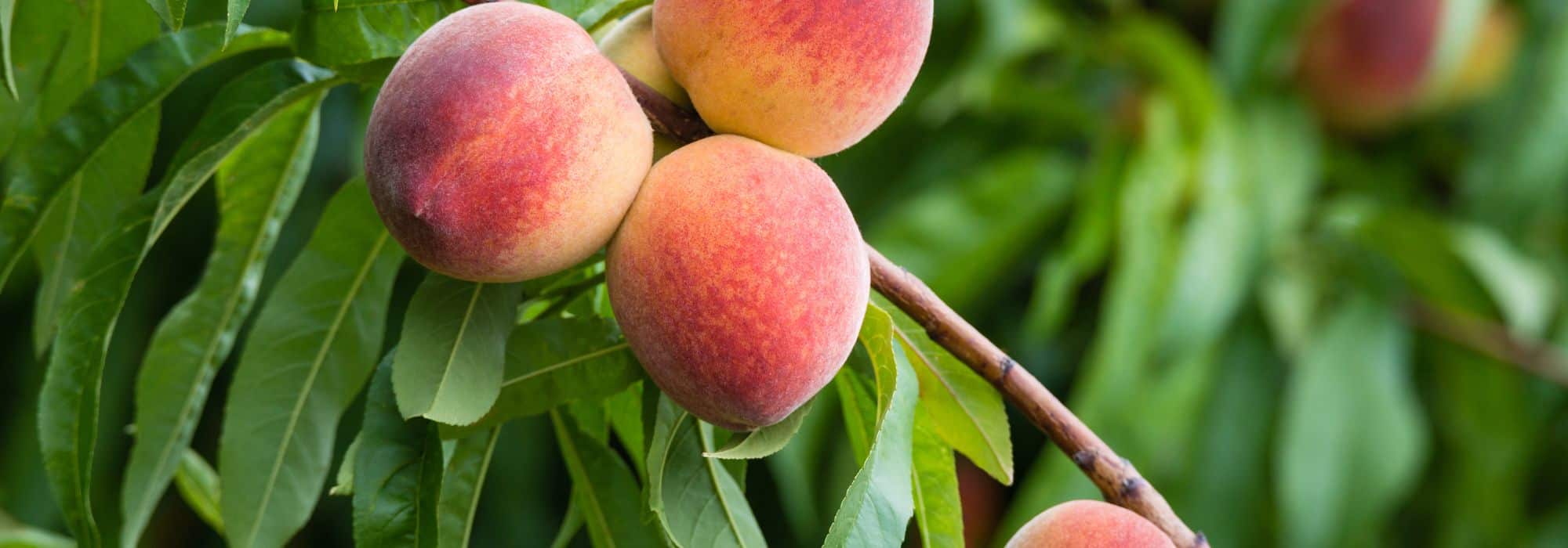 Quels arbres fruitiers donnent le plus rapidement des fruits ?