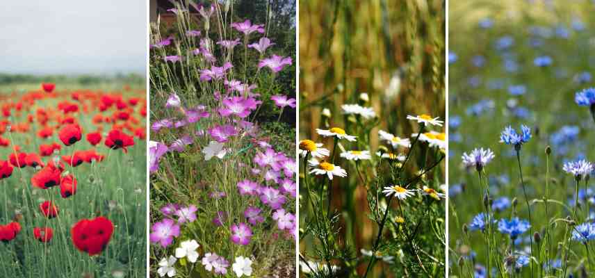 plantes messicoles classiques frequentes