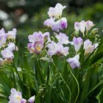 Comment bien planter les freesias ?