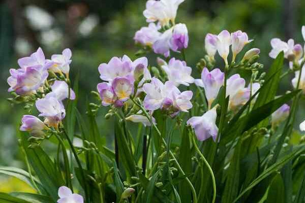 Comment bien planter les freesias ?