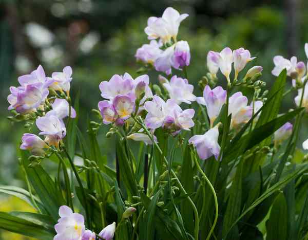 Comment bien planter les freesias ?