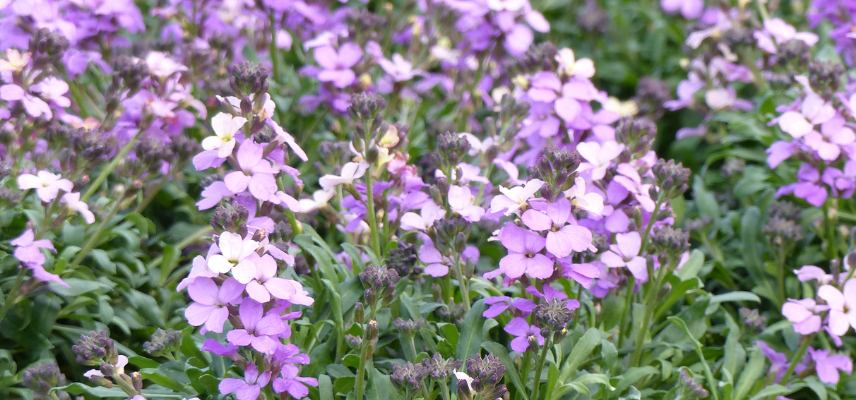 Erysimum 'Poem Lavender'