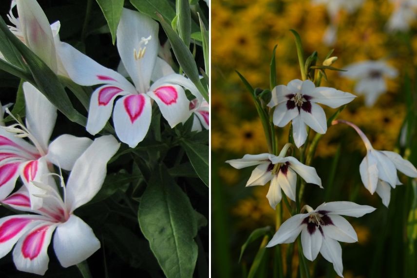 deux variétés de gladiolus à fleurs blanches