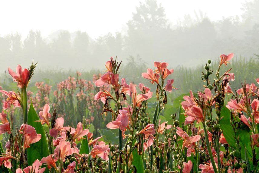 prairie de glaïeuls par temps brumeux