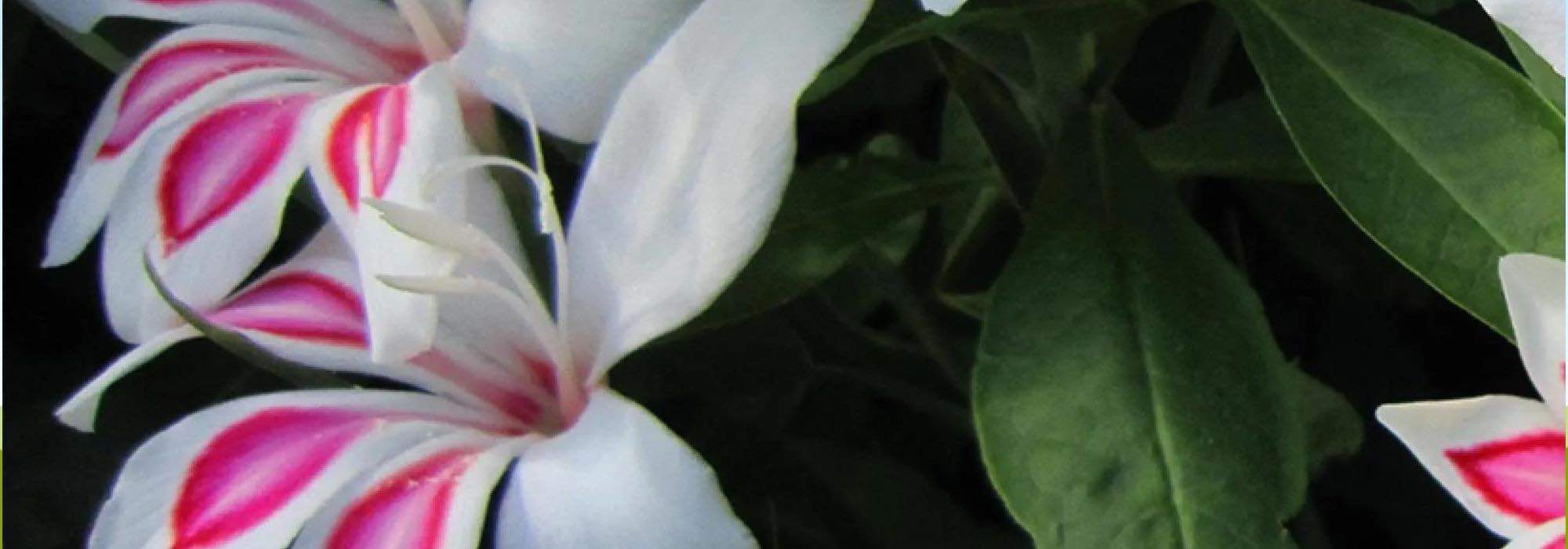 7 glaïeuls à floraison exceptionnelle pour égayer le jardin