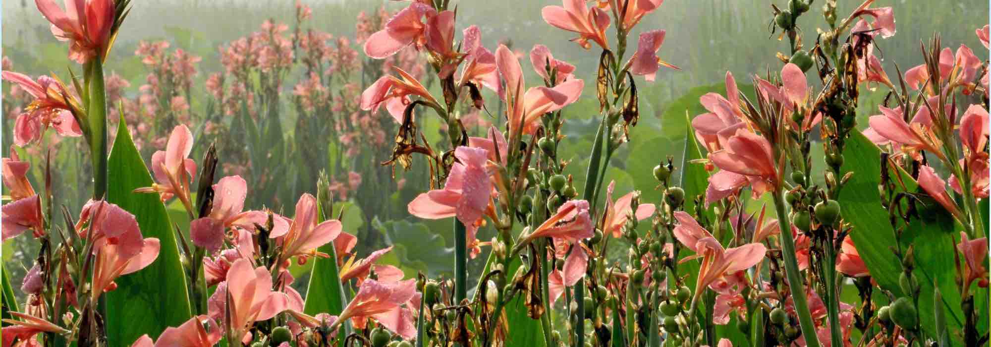 Nos secrets pour avoir des glaïeuls en fleurs tout l’été 