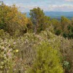 Comment créer une ambiance de garrigue ?