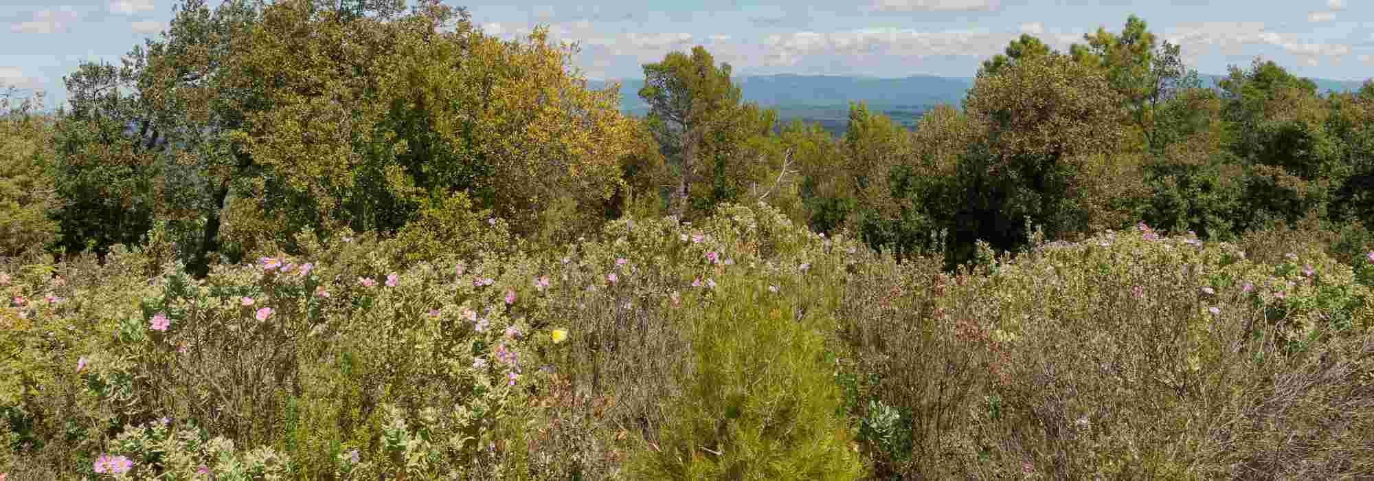 Comment créer une ambiance de garrigue ?