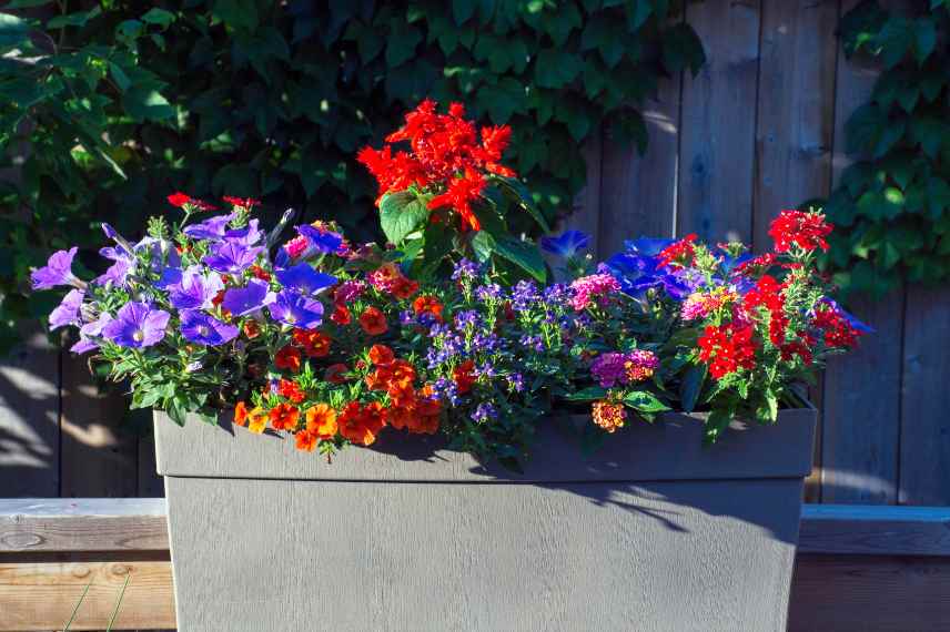 utilisations plantes annuelles bac pot jardiniere suspension