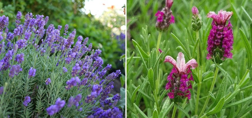 Lavande 'Dutch group' et lavande papillon 'Magical Posy Pink'